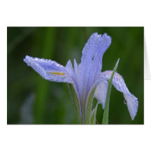 Iris Greeting Cards