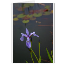Iris Greeting Cards