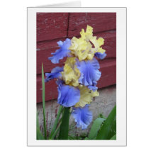 Iris Greeting Cards