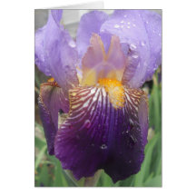 Iris note card