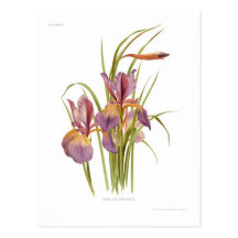 Iris orientalis post cards