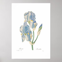 Iris pallida print