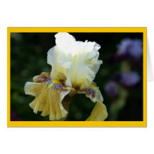 Iris Perfection Greeting Cards