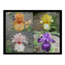 Iris Post Card