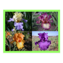 Iris Post Card
