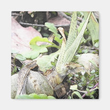 Iris Rhizome With Shoots Magnet
