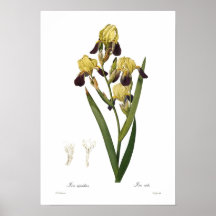 Iris squalens print