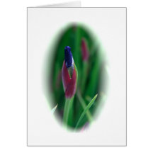 Iris to be card