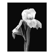 'Iris with Raindrops' Photographic Print
