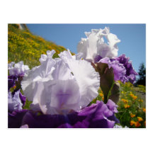 Irises Flower meadow post card Purple White Iris