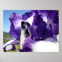 Irises Purple 4 Iris Flowers OFFICE ARTWORK Print