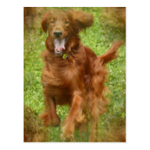 Irish Setter Dog Postcard