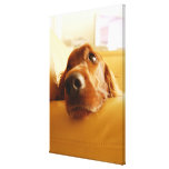 Irish Setter on sofa Canvas Prints