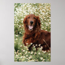 Irish Setter Posters