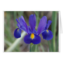 irispurple card