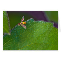 Irridescent Bee on Leaf  Note Card