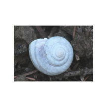 Ishawooa Wyoming Aquatic Animals / Plants Snail Gallery Wrapped Canvas