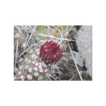 Ishawooa Wyoming Flora Plants Botany Stretched Canvas Print