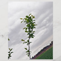 Isolated Plant Against Cloudy Sky Flyers