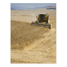 Italy. Tuscany. Montalcino 4 Post Card