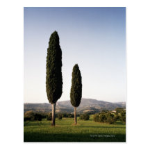 Italy,Tuscany,Val d'Orcia Post Cards