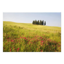 Italy, Tuscnay, Grouping of Tuscan Cypress Photo Art