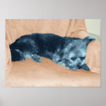 It's A Dog's Life Poster