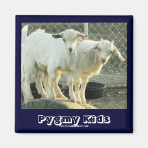 It's Twins! - Cute Pygmy Goat Kids - Western Refrigerator Magnets