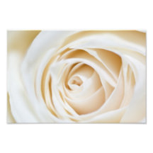 Ivory Rose Print Photo