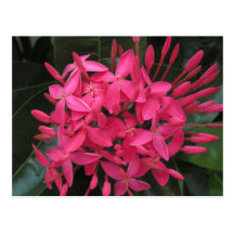Ixora Flower Postcard