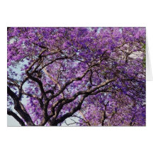 Jacaranda tree in spring bloom flowers cards