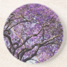 Jacaranda tree in spring bloom flowers coaster