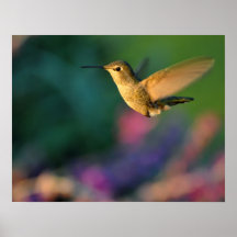 Jack London Female Anna's Hummingbird Print