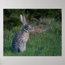 Jack Rabbit Posters