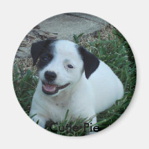 Jack Russell puppy, Cutie Pie Fridge Magnet
