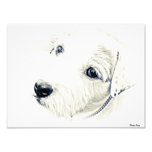 Jack Russell Terrier Art Photo