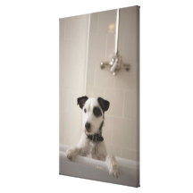 Jack russell terrier. canvas print