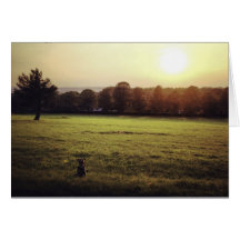 Jack russell terrier dog with countryside sunset cards