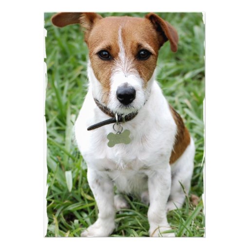 Jack Russell Terrier Invitation