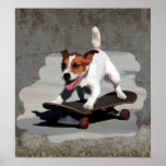 Jack Russell Terrier on Skateboard Poster