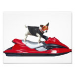 Jack Russell Terrier Photo