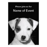 Jack Russell Terrier Puppy Announcement