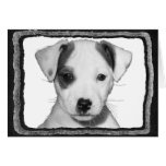 Jack Russell Terrier Puppy Card