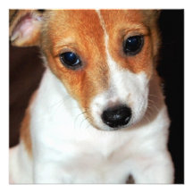 Jack Russell Terrier Puppy Dog Invitations