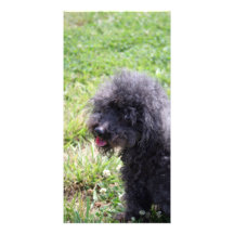 Jack T. Poodle Customised Photo Card