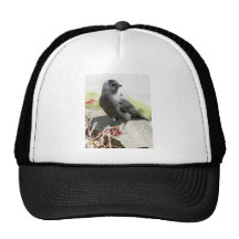 jackdaw.jpg hats
