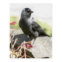 jackdaw.jpg postcards