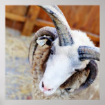 Jacob Sheep Photograph Posters