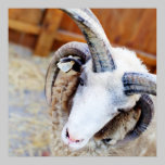 Jacob Sheep Photograph posters