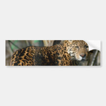 Jaguar Cat  Bumper Sticker